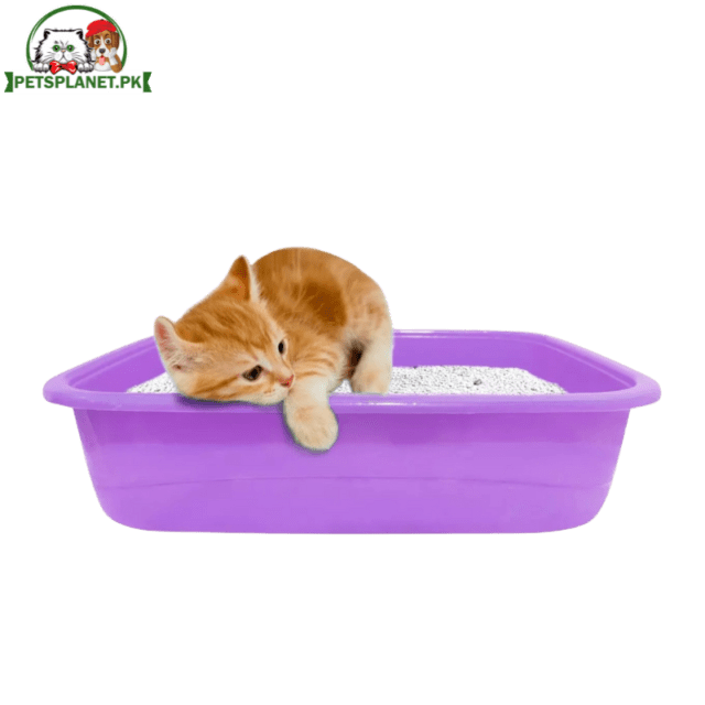 Kitten Litter Tray Purple Color