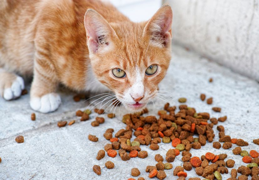 The Ultimate Guideline for Homemade Cat Food in Pakistan