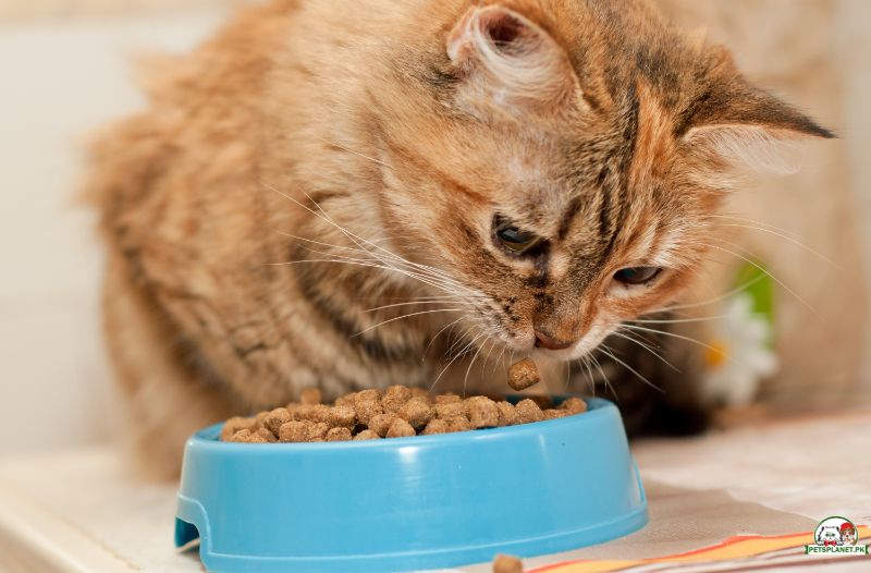 The Ultimate Guideline for Homemade Cat Food in Pakistan